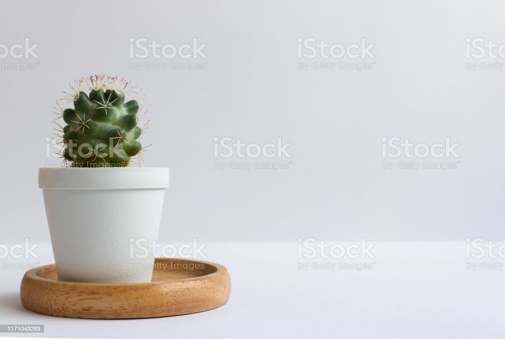 Detail Gambar Bunga Kaktus Dalam Pot Nomer 13