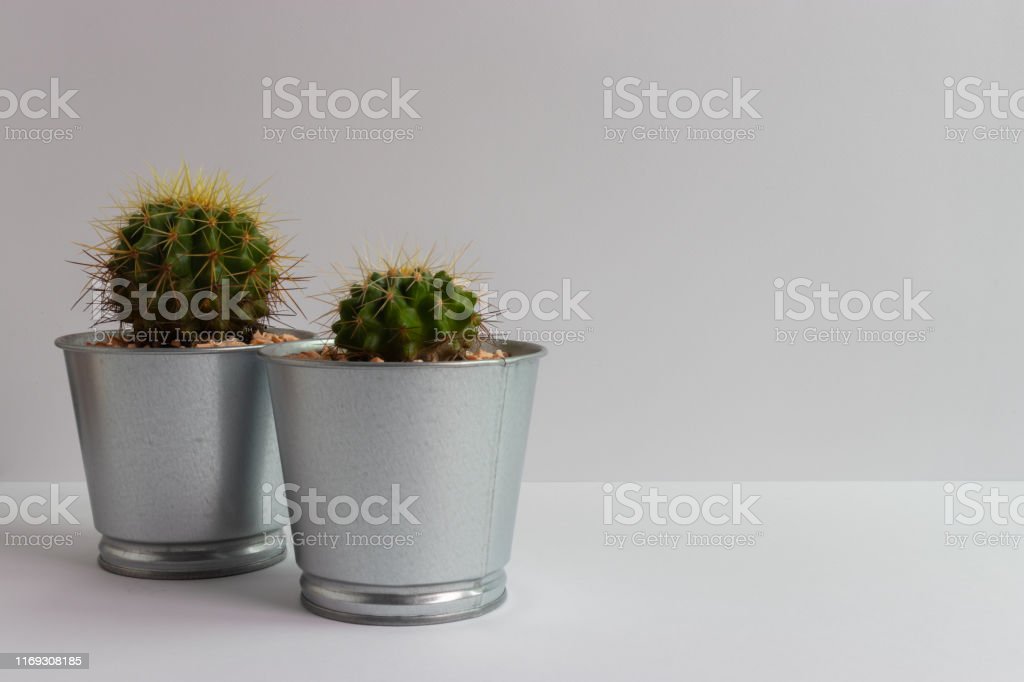 Detail Gambar Bunga Kaktus Dalam Pot Nomer 15