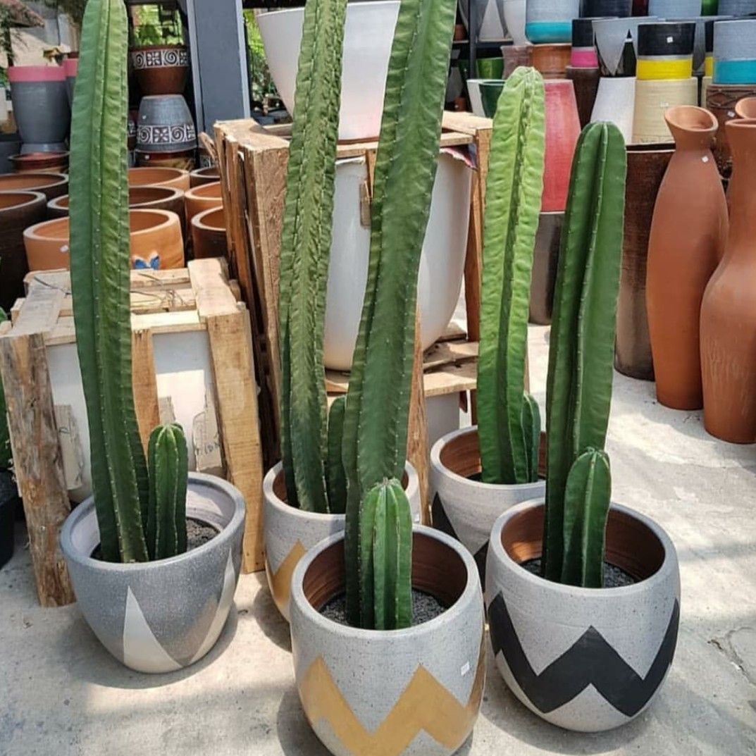 Detail Gambar Bunga Kaktus Dalam Pot Nomer 36