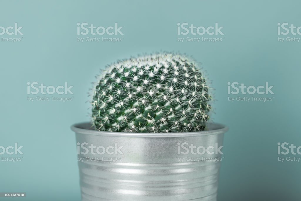 Detail Gambar Bunga Kaktus Dalam Pot Nomer 41