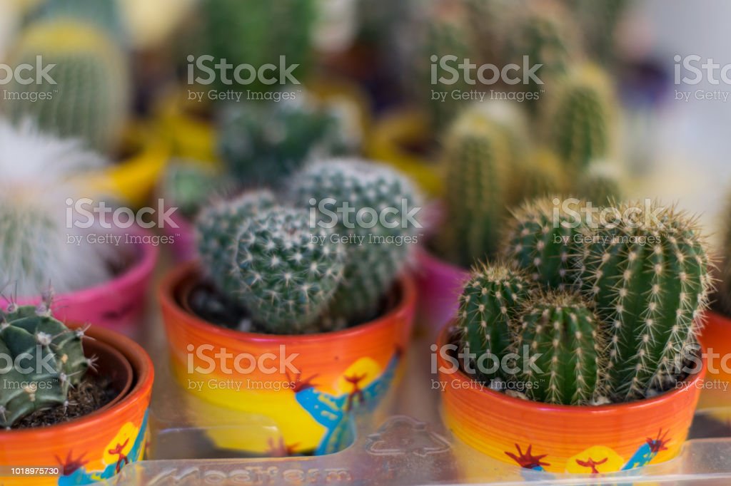 Detail Gambar Bunga Kaktus Dalam Pot Nomer 48