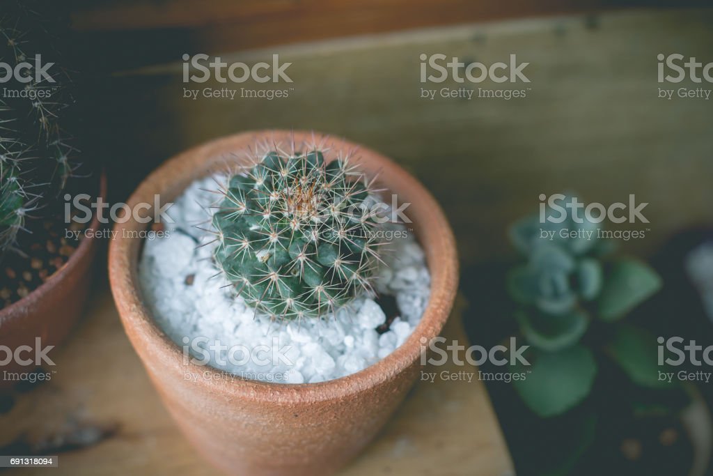 Detail Gambar Bunga Kaktus Dalam Pot Nomer 50