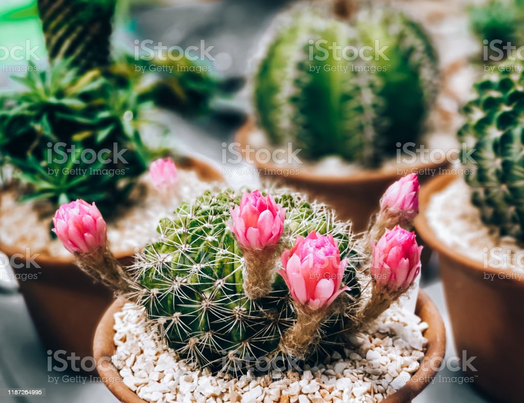Detail Gambar Bunga Kaktus Dalam Pot Nomer 55