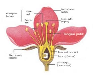 Detail Gambar Bunga Kamboja Dan Strukturnya Nomer 51