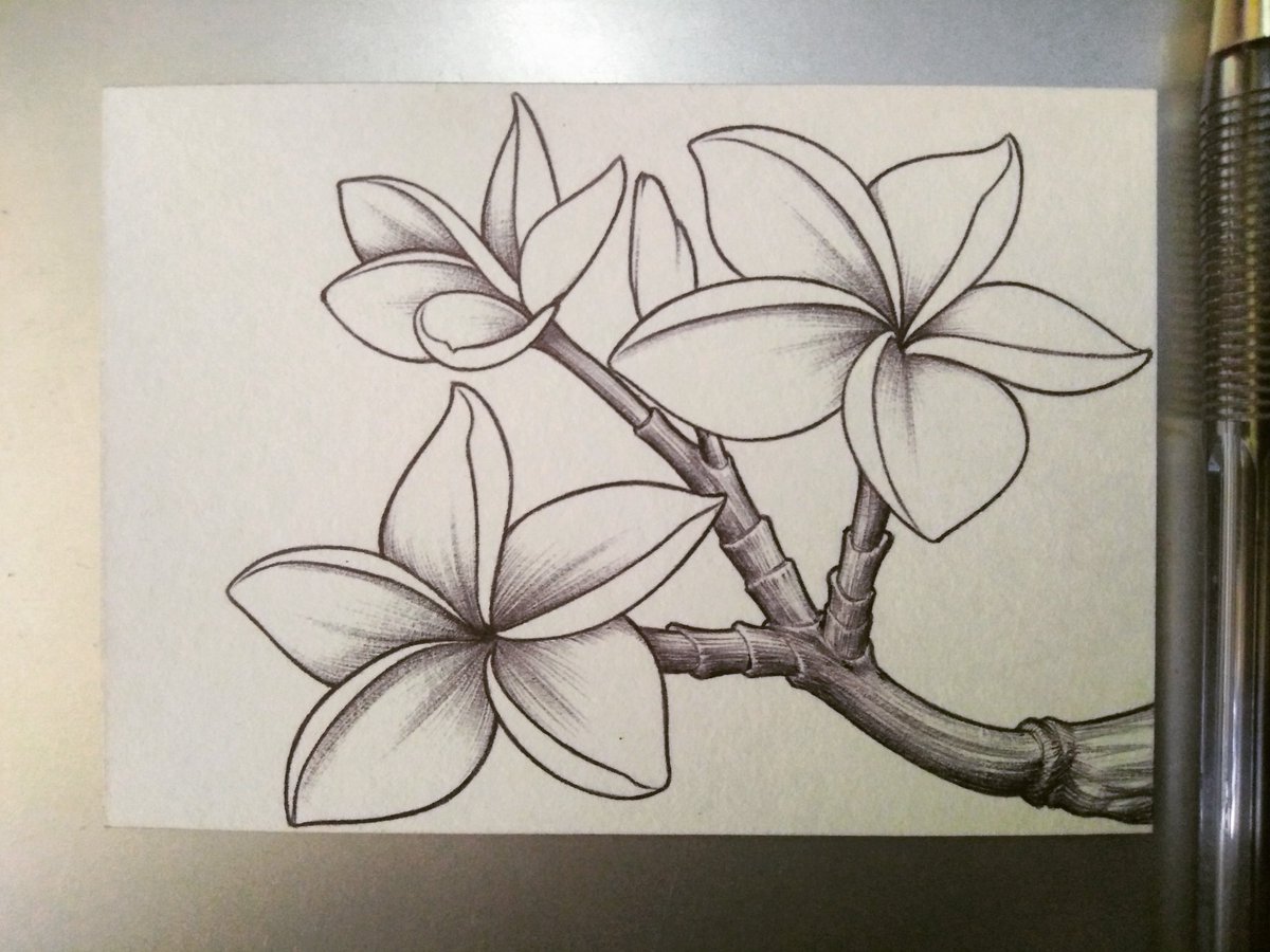 Detail Gambar Bunga Kamboja Dari Pensil Nomer 22