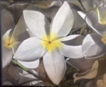 Detail Gambar Bunga Kamboja Dari Pensil Nomer 55