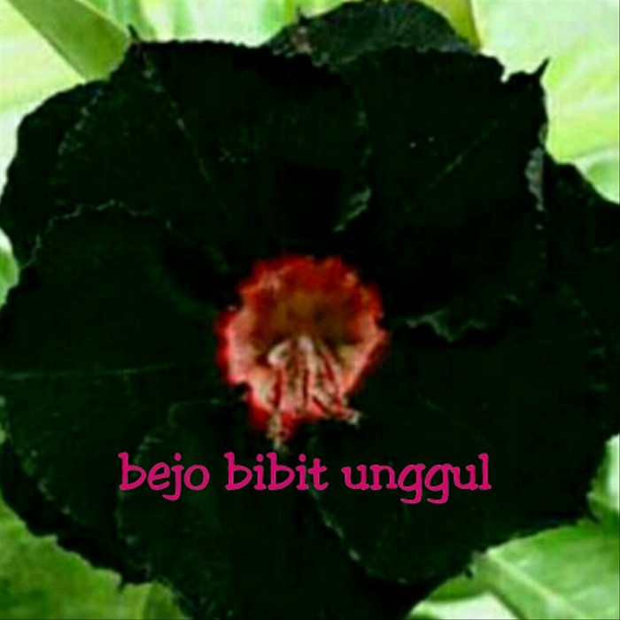 Detail Gambar Bunga Kamboja Hitam Nomer 14