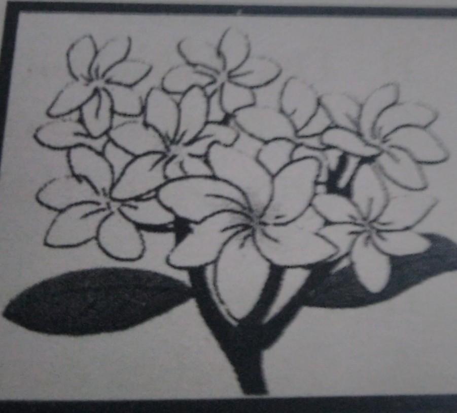 Detail Gambar Bunga Kamboja Hitam Nomer 53