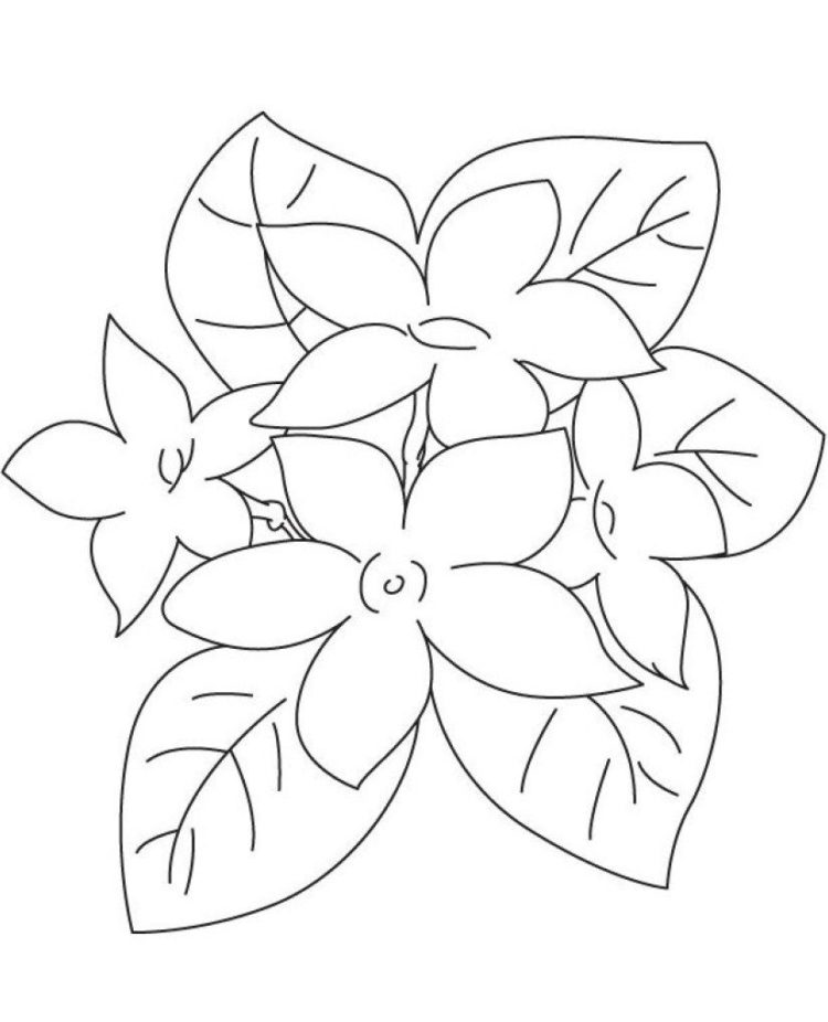 Detail Gambar Bunga Kamboja Hitam Putih Nomer 11