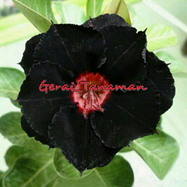 Detail Gambar Bunga Kamboja Hitam Putih Nomer 52