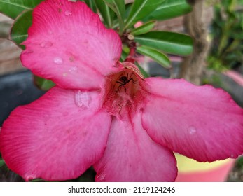 Detail Gambar Bunga Kamboja Jepang Merah Nomer 33