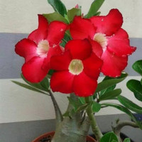 Detail Gambar Bunga Kamboja Jepang Merah Nomer 34