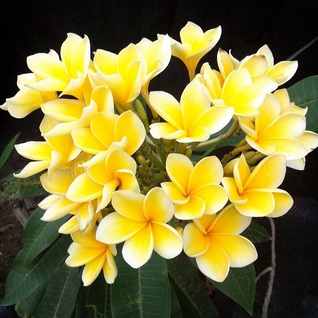 Gambar Bunga Kamboja Kuning - KibrisPDR