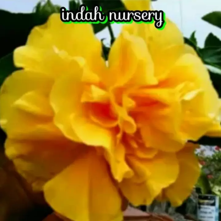 Detail Gambar Bunga Kamboja Kuning Nomer 47