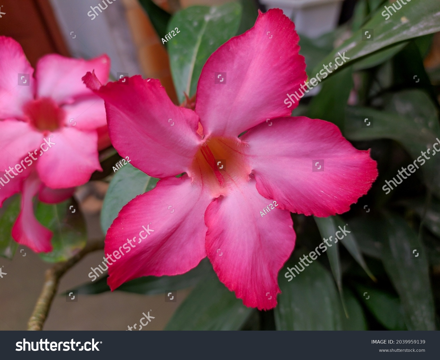 Detail Gambar Bunga Kamboja Merah Muda Nomer 19