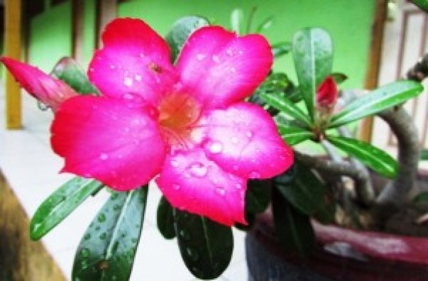 Detail Gambar Bunga Kamboja Merah Muda Nomer 35