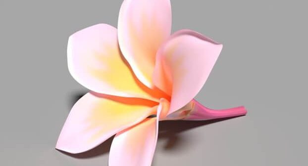 Detail Gambar Bunga Kamboja Merupakan Contoh Objek Nomer 29