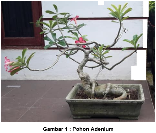 Detail Gambar Bunga Kamboja Pot Nomer 25