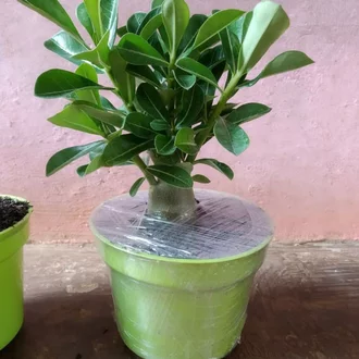 Detail Gambar Bunga Kamboja Pot Nomer 39