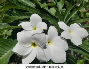 Detail Gambar Bunga Kamboja Putih Nomer 25