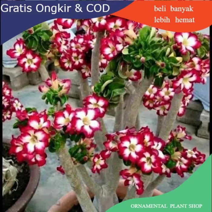 Detail Gambar Bunga Kamboja Putih Nomer 51