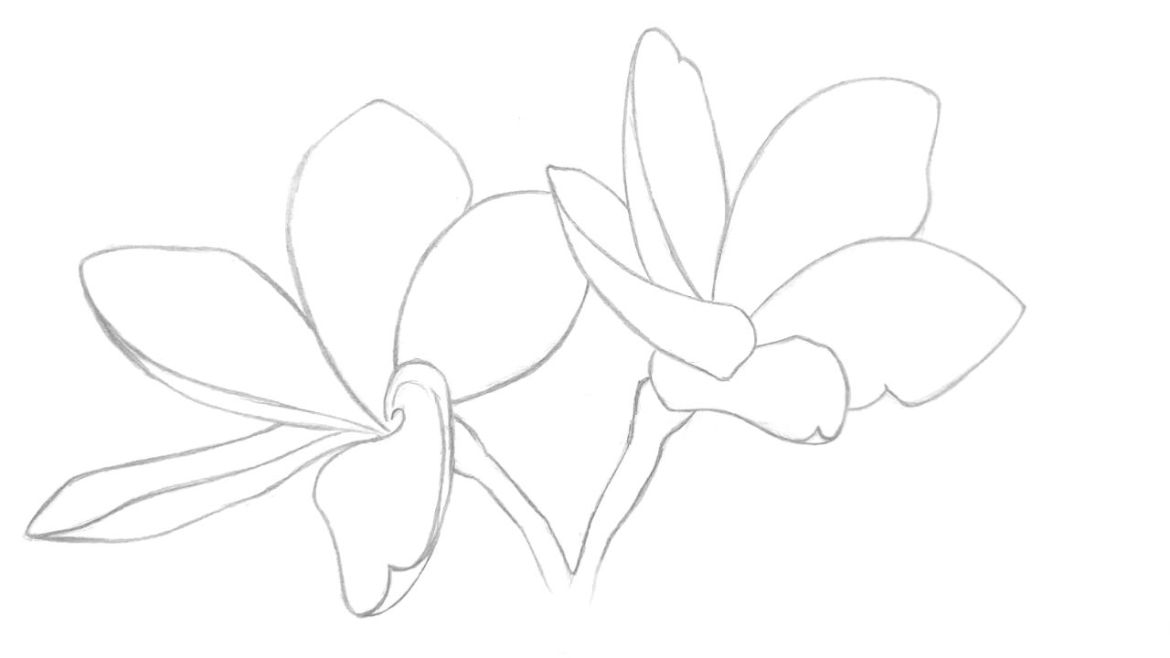 Detail Gambar Bunga Kamboja Sederhana Nomer 53