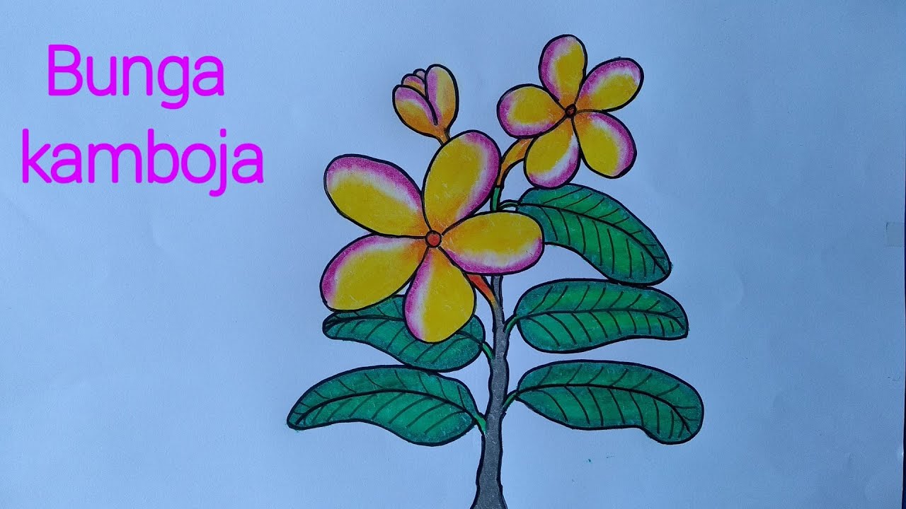Detail Gambar Bunga Kamboja Sketsa Nomer 12