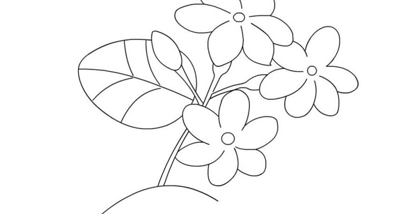Detail Gambar Bunga Kamboja Sketsa Nomer 20