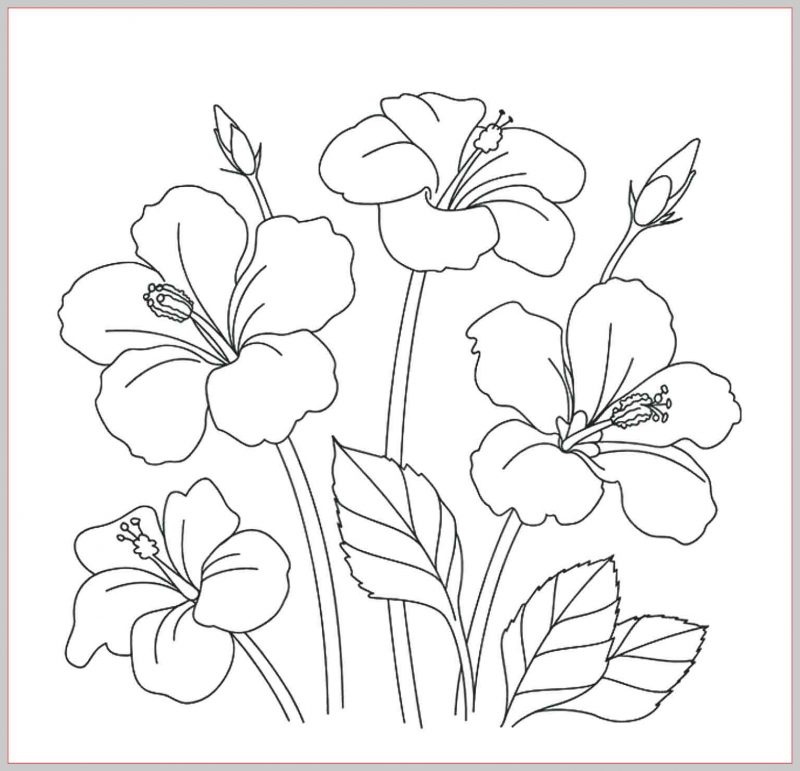 Detail Gambar Bunga Kamboja Sketsa Nomer 31