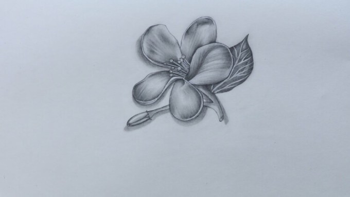 Detail Gambar Bunga Kamboja Sketsa Nomer 39