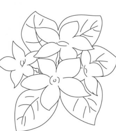 Detail Gambar Bunga Kamboja Sketsa Nomer 10