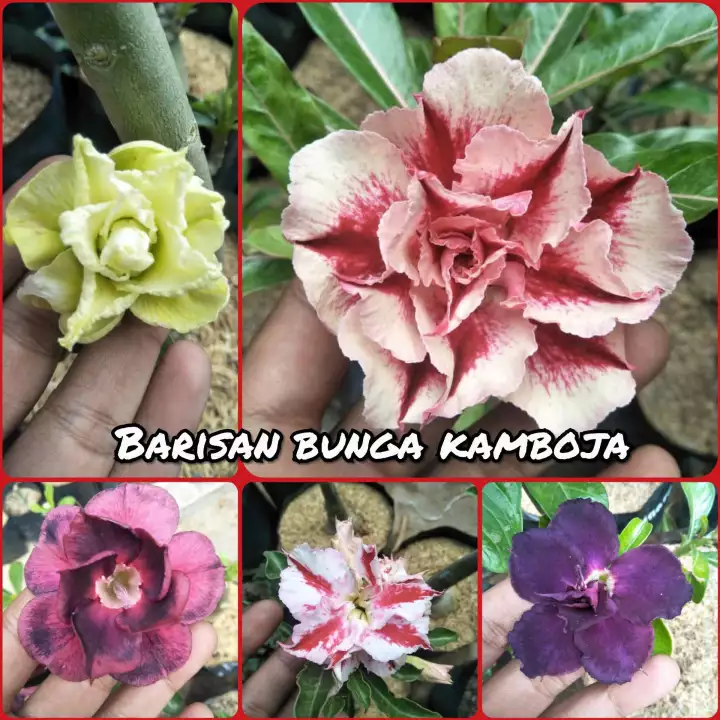 Detail Gambar Bunga Kamboja Tercantik Nomer 27