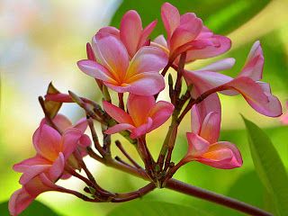 Detail Gambar Bunga Kamboja Tercantik Di Dunia Nomer 30