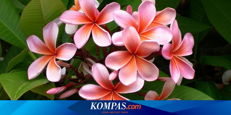 Detail Gambar Bunga Kamboja Tercantik Di Dunia Nomer 43