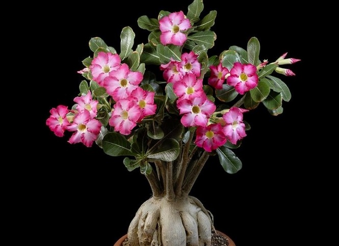Detail Gambar Bunga Kamboja Tercantik Di Dunia Nomer 51
