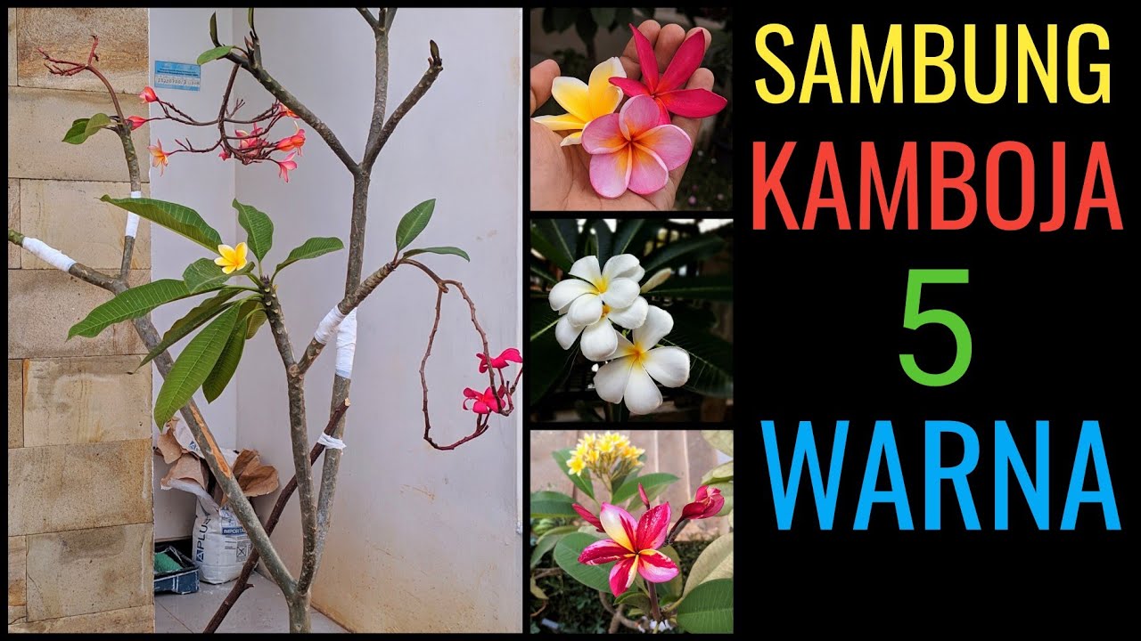 Detail Gambar Bunga Kamboja Thailand Nomer 47