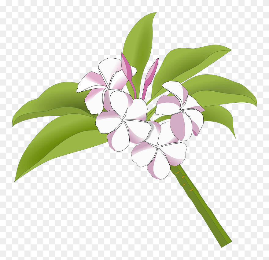 Detail Gambar Bunga Kamboja Vector Nomer 3