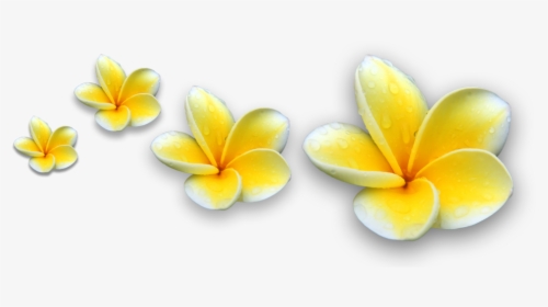 Detail Gambar Bunga Kamboja Vector Nomer 6