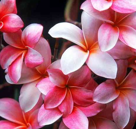 Detail Gambar Bunga Kamboja Warna Pink Nomer 14