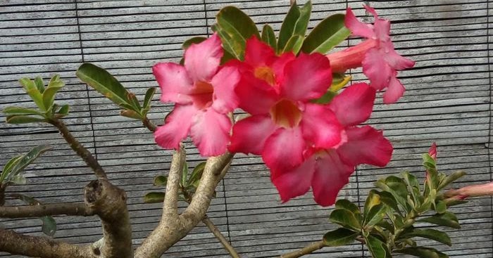 Detail Gambar Bunga Kamboja Warna Pink Nomer 19