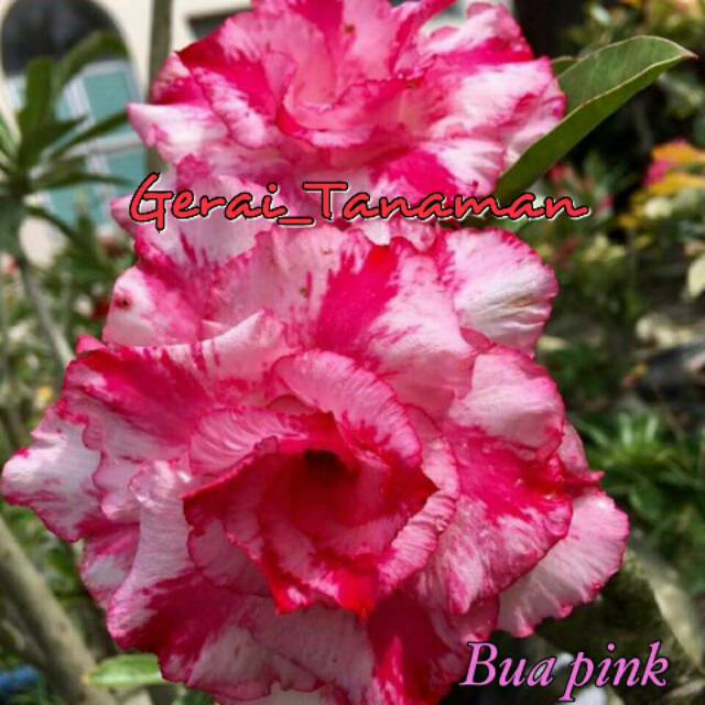 Detail Gambar Bunga Kamboja Warna Pink Nomer 46