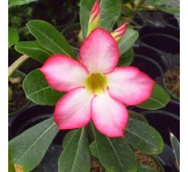 Detail Gambar Bunga Kamboja Warna Pink Nomer 9