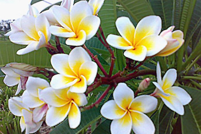 Detail Gambar Bunga Kamboja Yang Besar Nomer 2