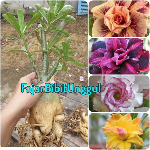 Detail Gambar Bunga Kamboja Yang Besar Nomer 26