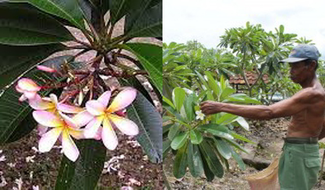 Detail Gambar Bunga Kamboja Yang Besar Nomer 33