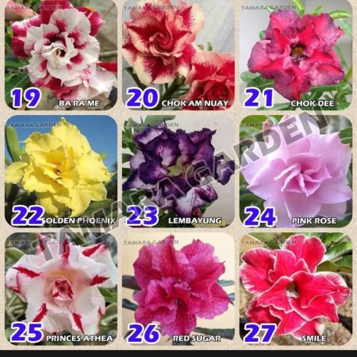 Detail Gambar Bunga Kamboja Yang Indah Sekali Nomer 45