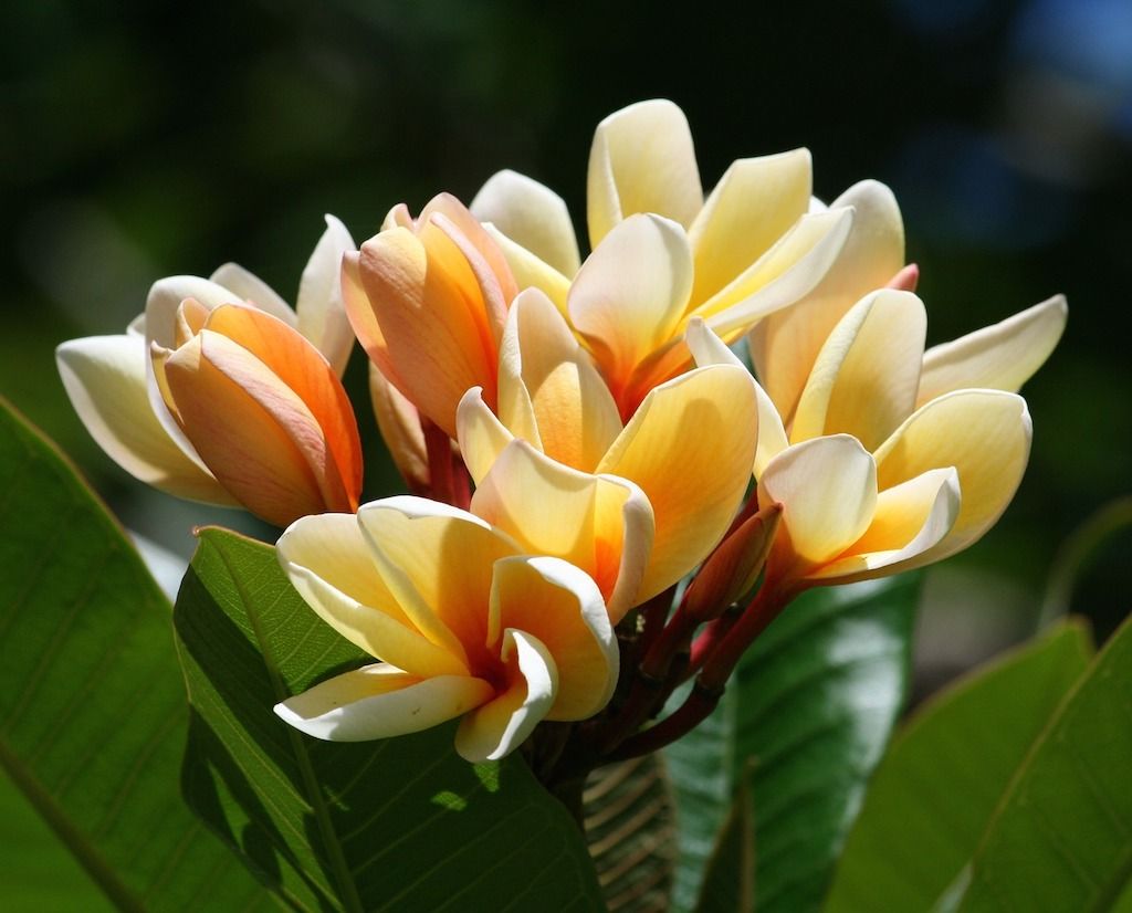 Detail Gambar Bunga Kamboja Yang Paling Indah Nomer 12