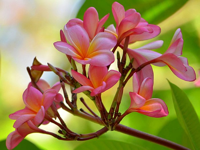 Detail Gambar Bunga Kamboja Yang Paling Indah Nomer 29