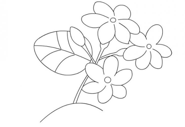 Detail Gambar Bunga Kamboja Yg Mudah Digambar Nomer 11