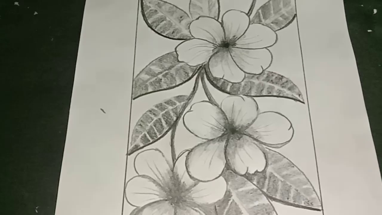 Detail Gambar Bunga Kamboja Yg Mudah Digambar Nomer 14